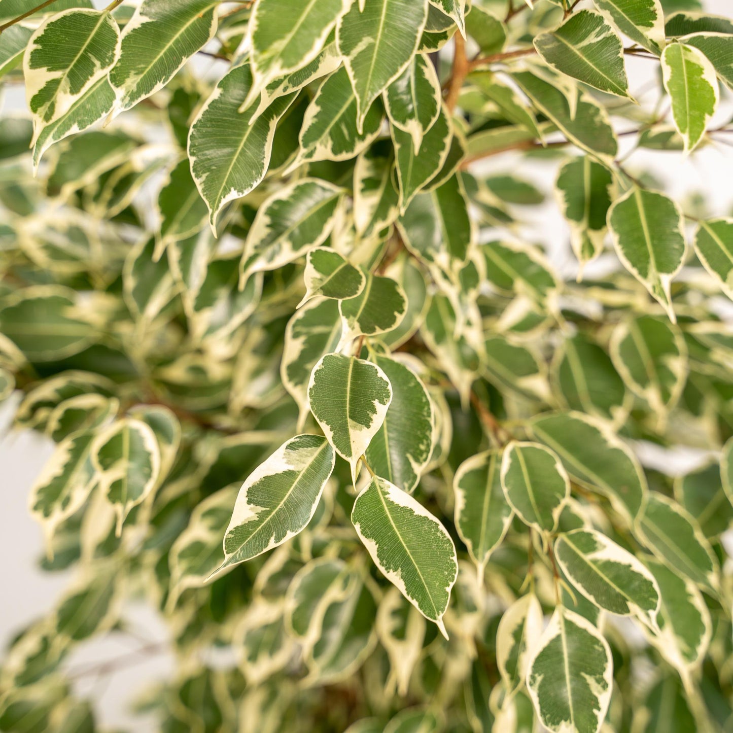 Ficus benjamina Twilight – Ø21cm, 95cm hoch mit Korb Selin