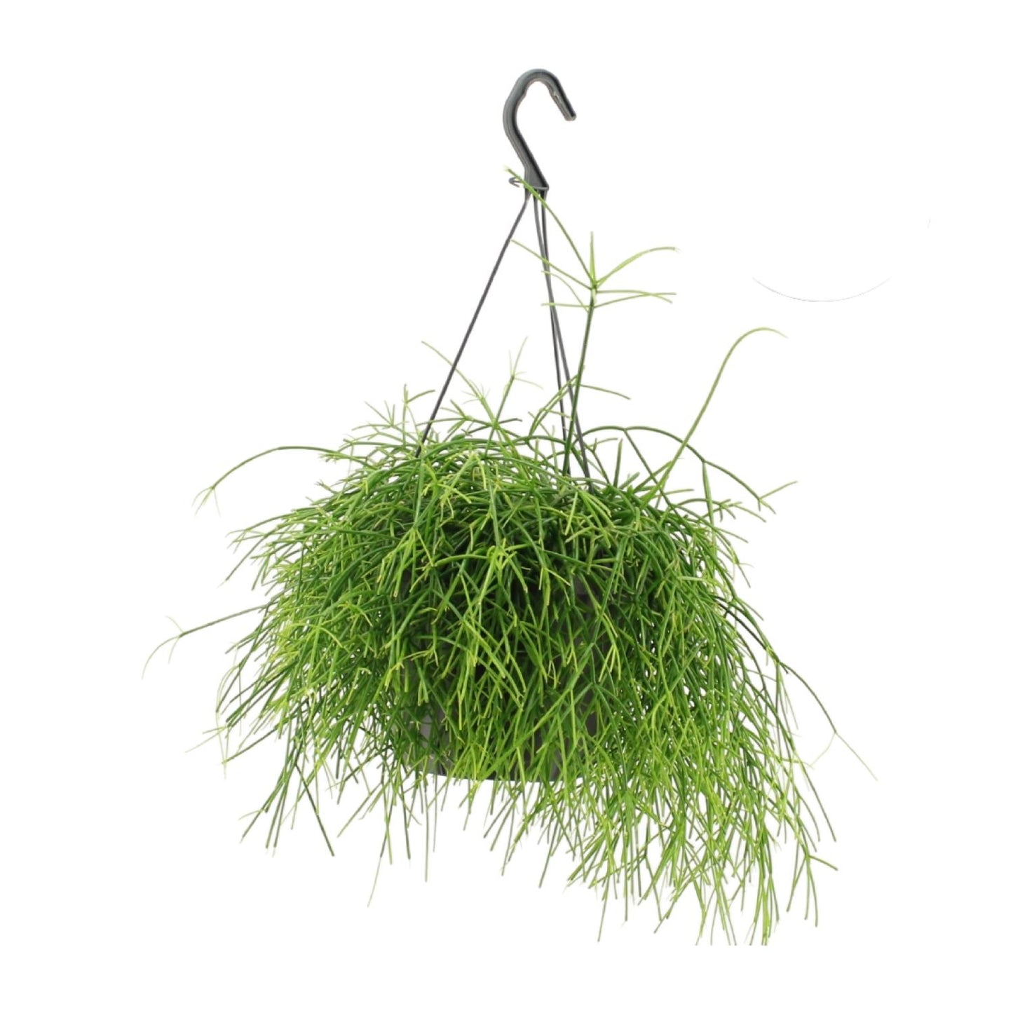 Rhipsalis Oasis – pflegeleichte Hängepflanze Ø17cm