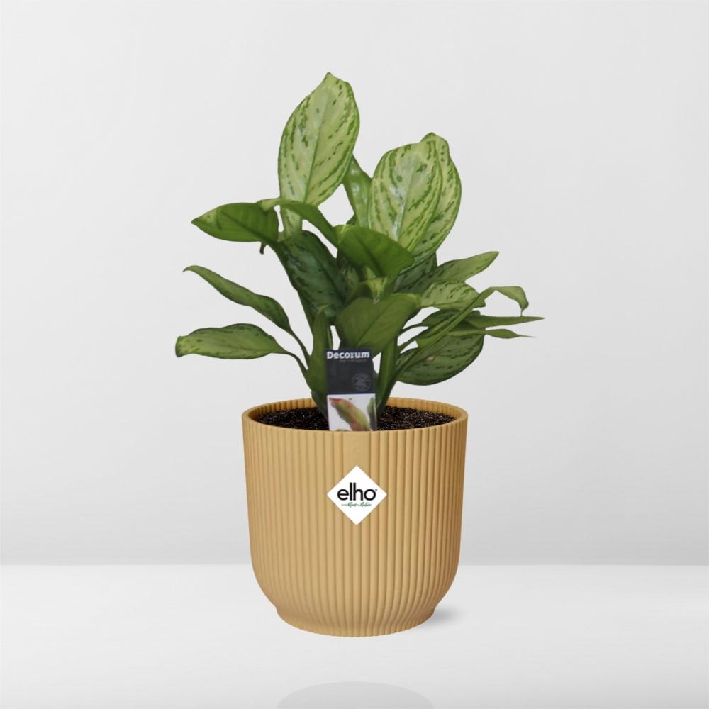 Aglaonema Christina in ELHO Vibes Fold 14cm Gelb – Pflegeleicht & Luftreinigend