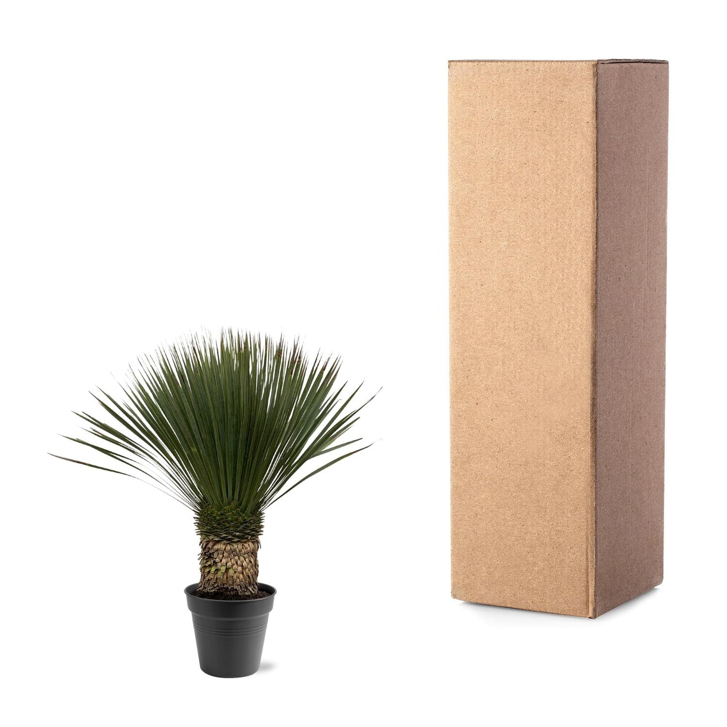 Yucca Rostrata – Stilvolle, pflegeleichte XXL-Palme Ø38cm