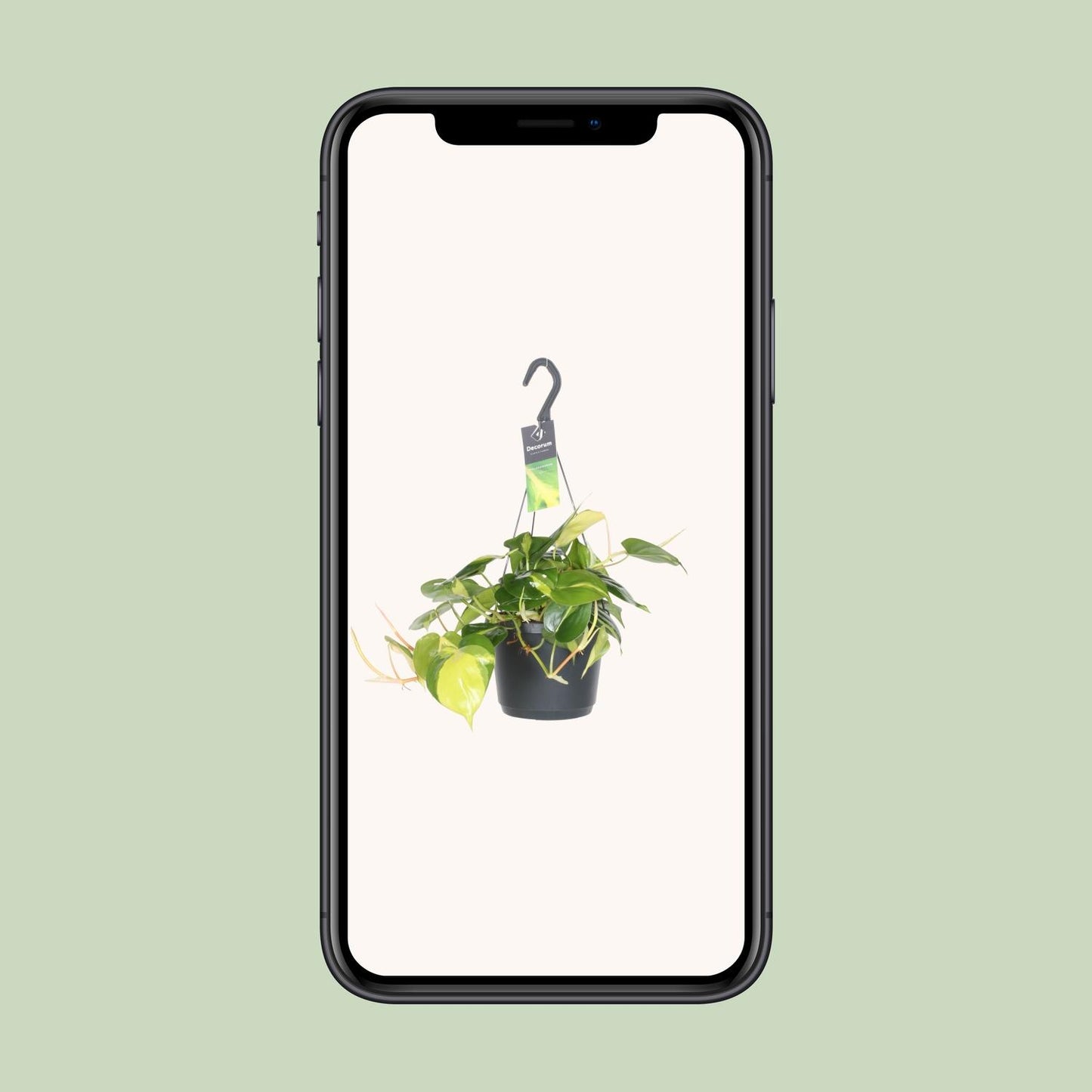 Philodendron Scandens Brasil – Pflegeleichte Hängepflanze Ø17cm