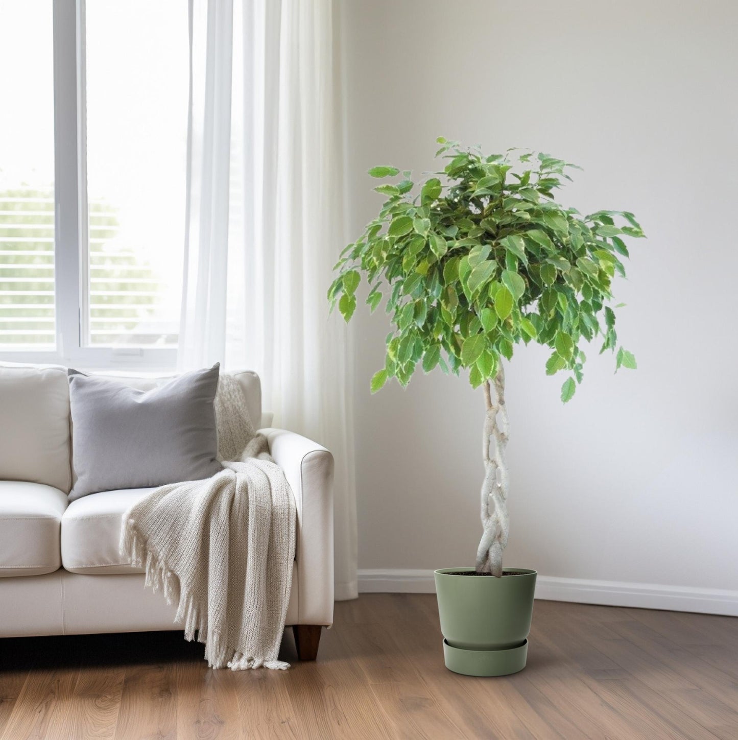Ficus Safrana / Golden King Gevlochten – Ø27cm, ca. 110cm