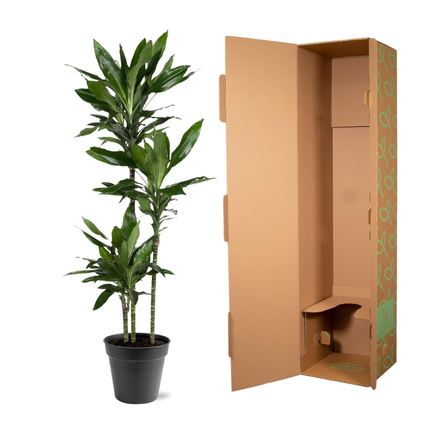 Dracaena Janet Lind – Elegante XXL Zimmerpflanze 150-160 cm