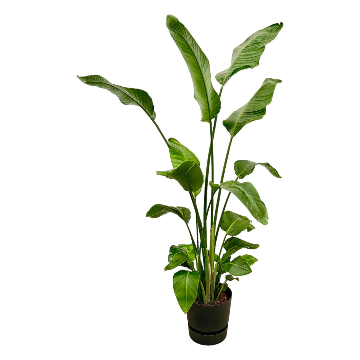 Strelitzia Nicolai mit elho Greenville Round Topf – 180 cm