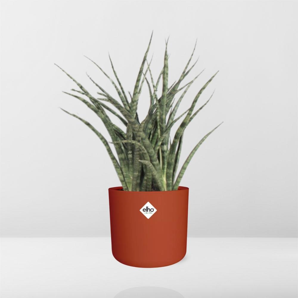 Sansevieria Fernwood Punk im ELHO b.for soft Rond 14cm Brique