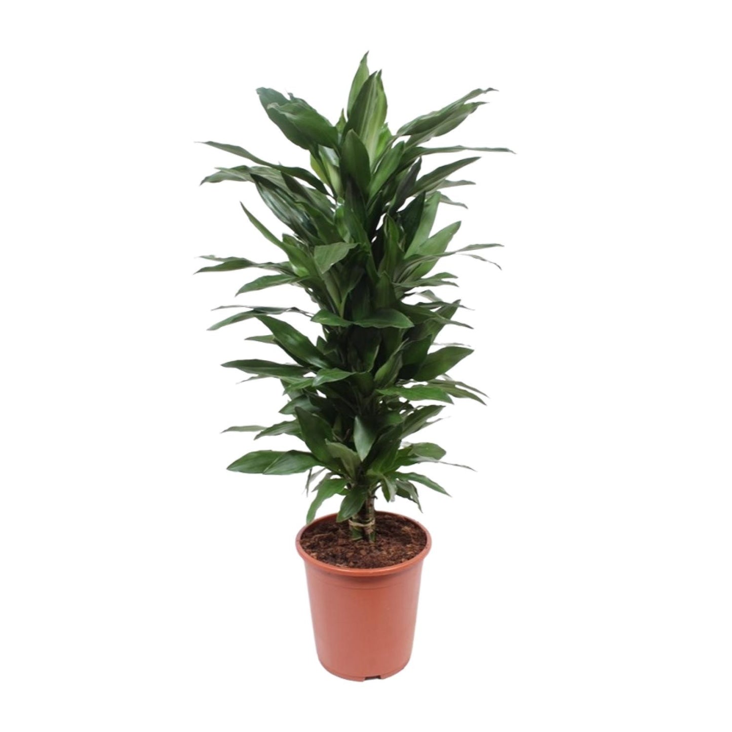 Dracaena Janet Lind – Eleganter Drachenbaum Ø27cm, 110cm hoch