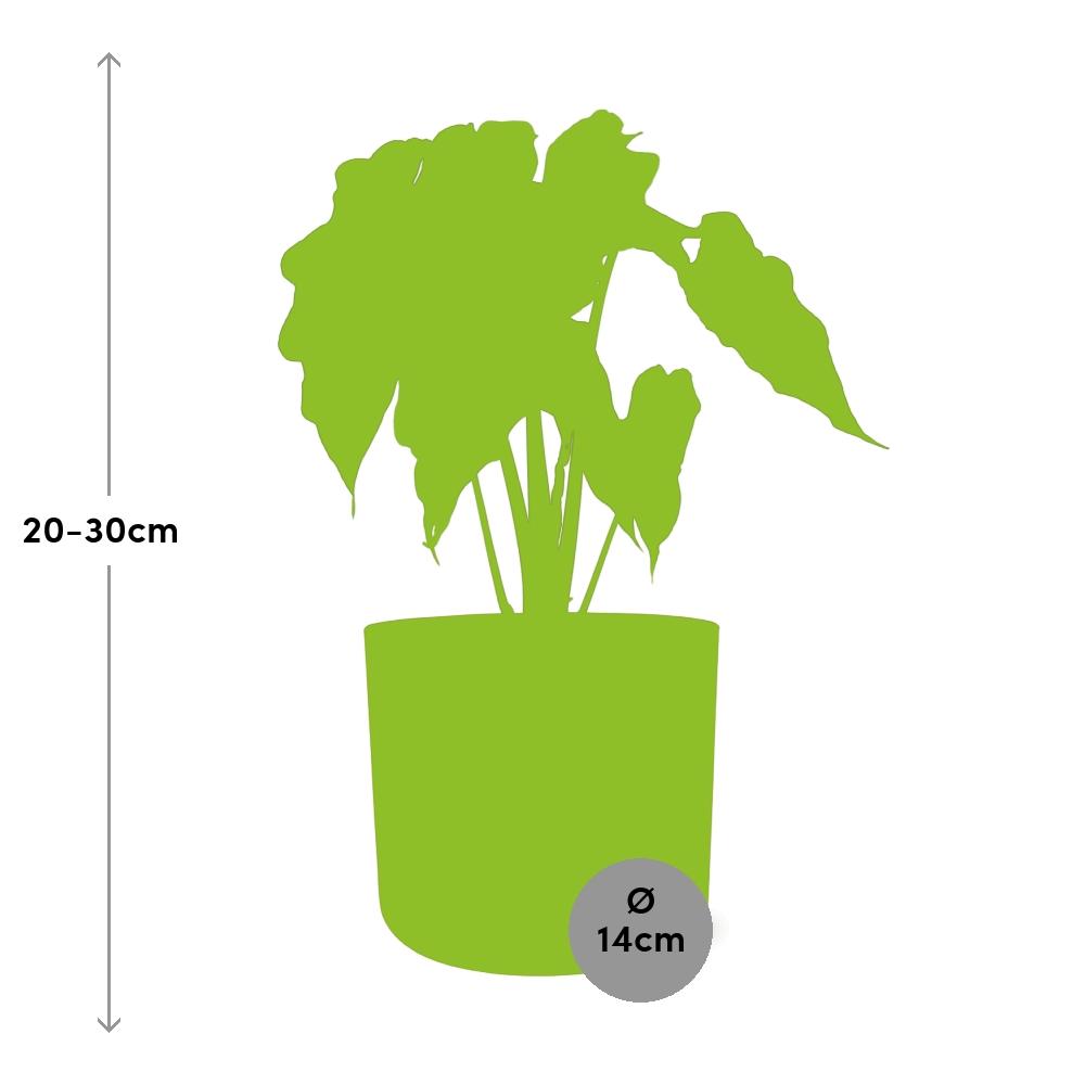 Alocasia ‘Polly’ – Tropische Eleganz im 14cm ELHO Topf