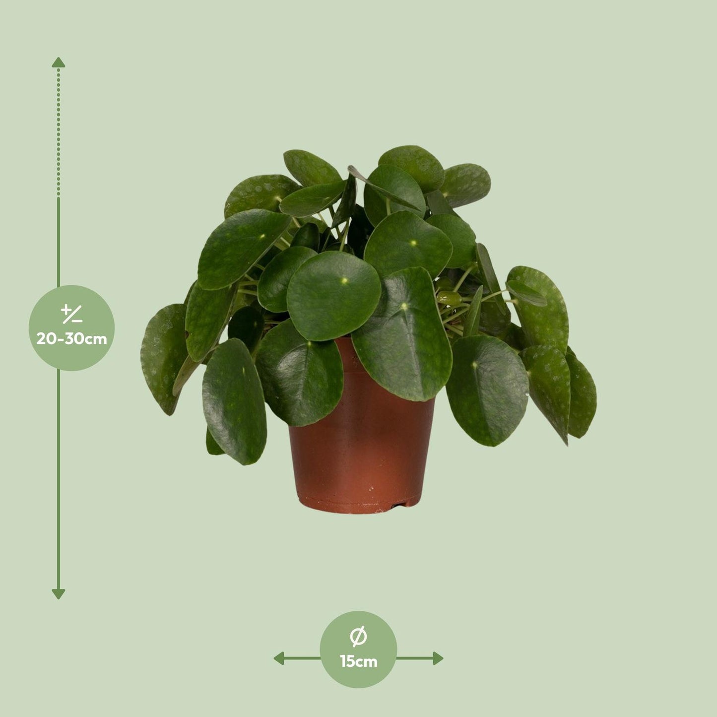 Pilea Peperomiodes – Aluminium-Pflanze Ø15cm, 25cm hoch