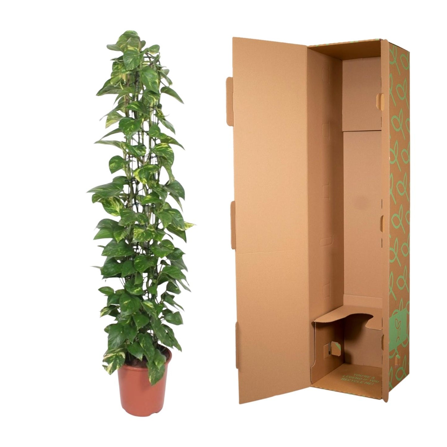 Epipremnum Aureum am Gitter – 160 cm, Ø 27 cm