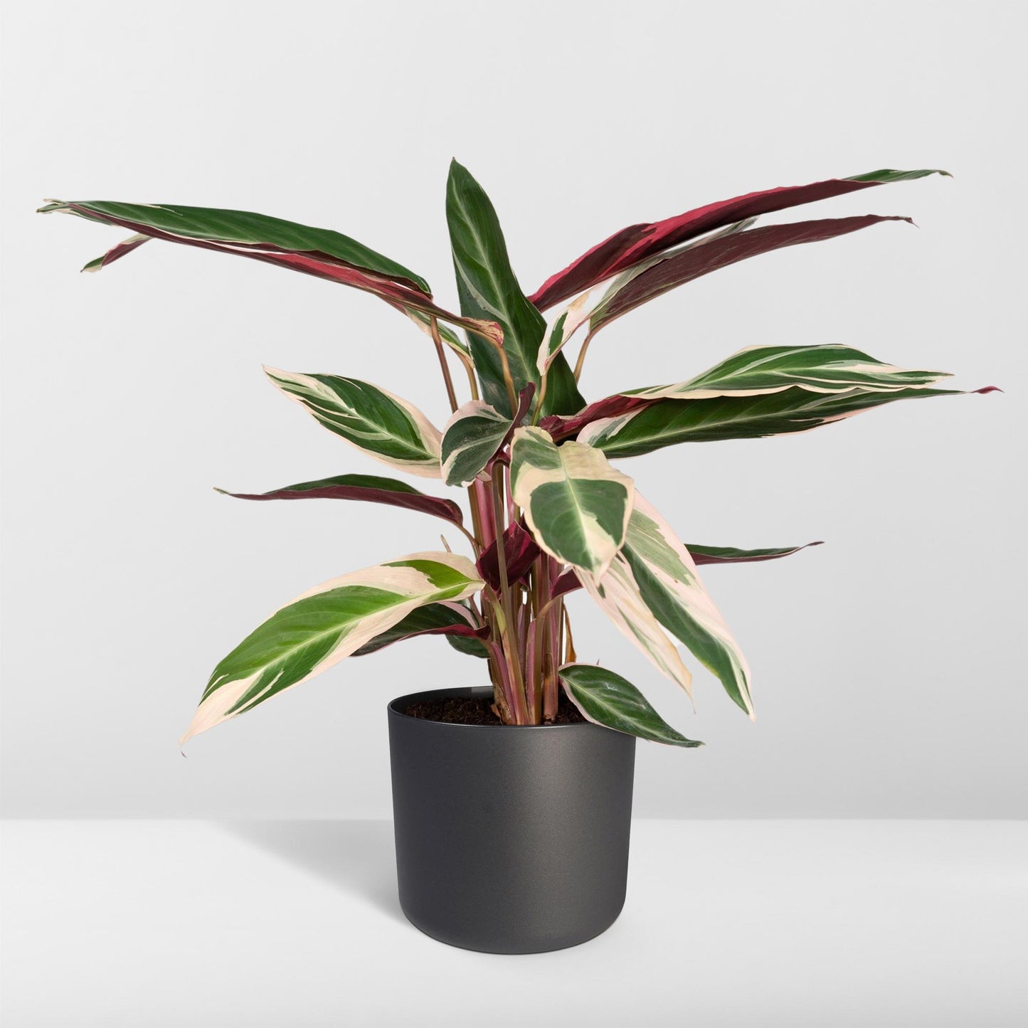 Calathea Triostar – Pfauenpflanze Ø19cm, ca. 70cm hoch