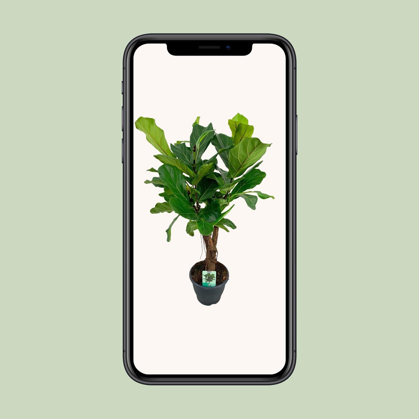 Ficus Lyrata – Geigenfeige Ø26cm, Höhe 100cm