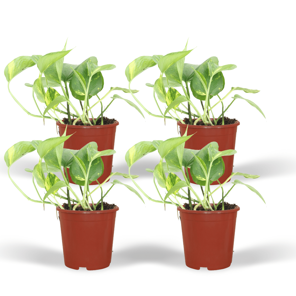 Epipremnum Aureum (Scindapsus) – 4er Set Ø12cm Topf