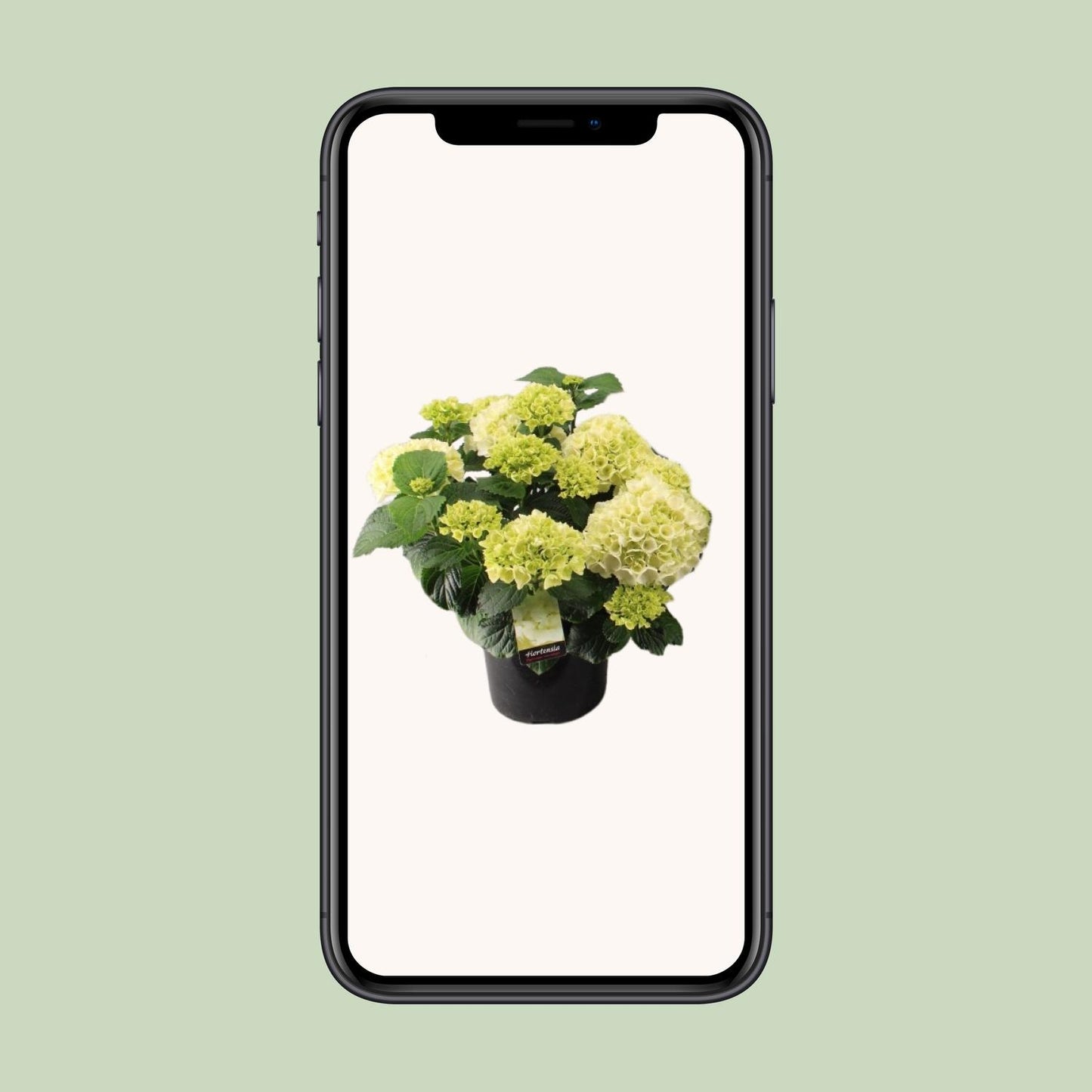 Hortensia Wit P23 - Ø23cm - ↕40cm