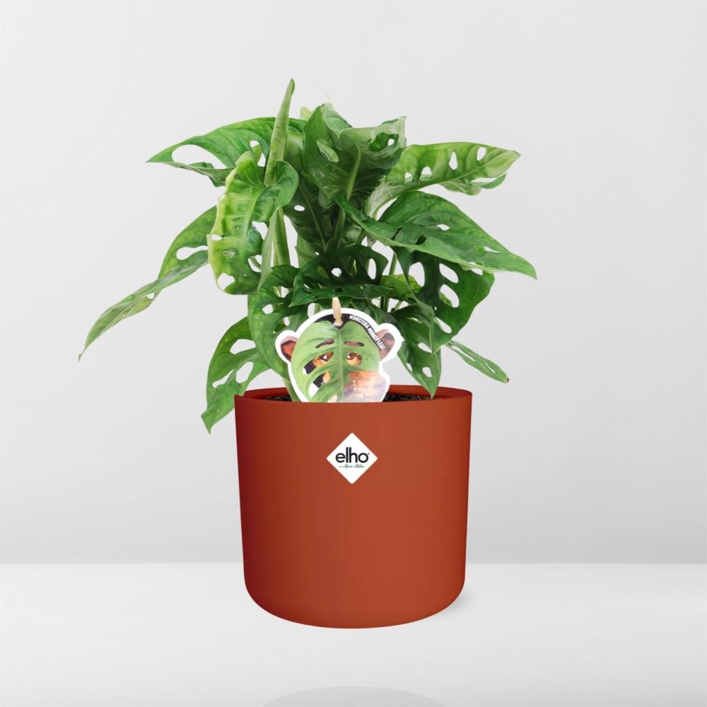 Monstera ‘Monkey Leaf’ im ELHO b.for soft Rond 14cm Brique