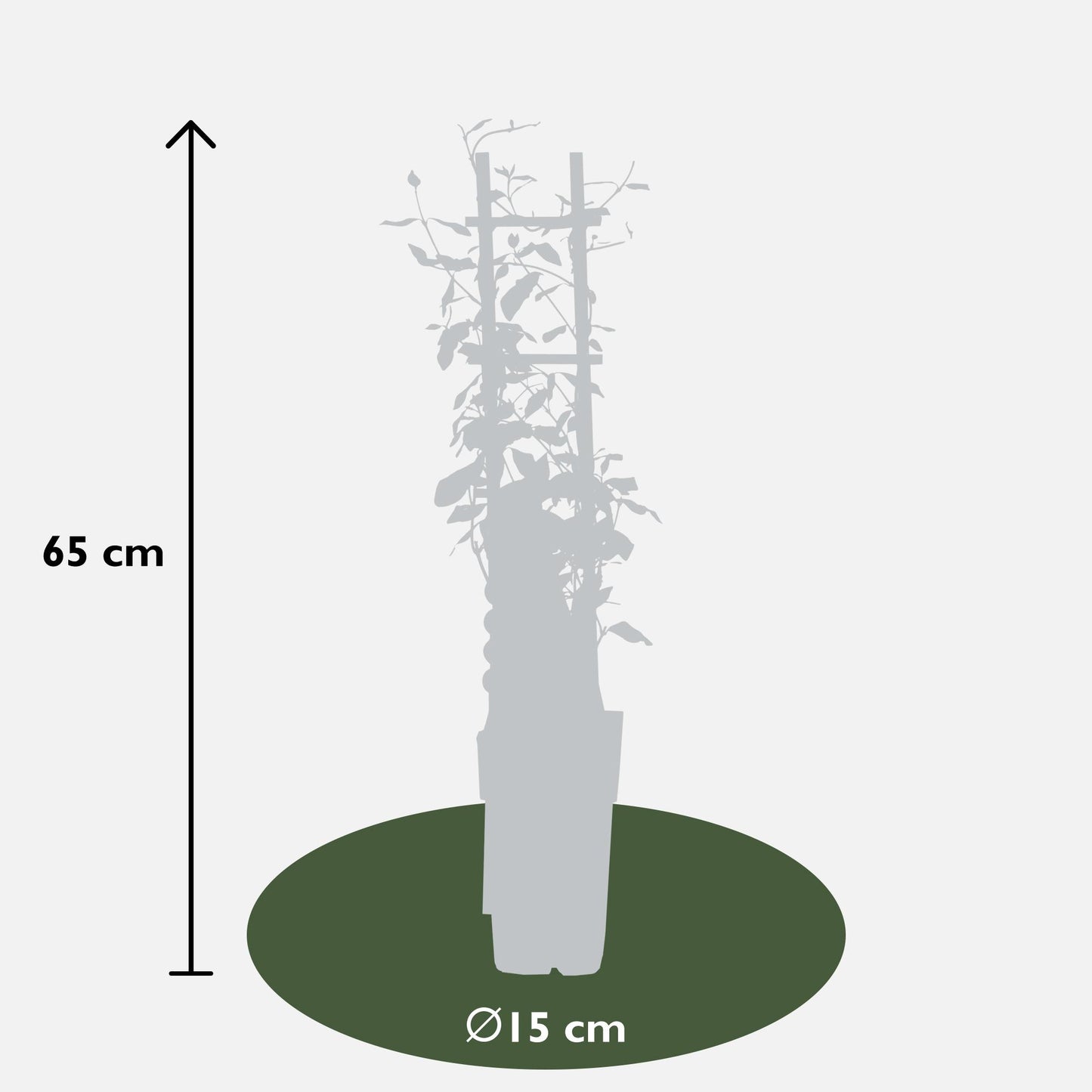3er-Set Trachelospermum Mix – Pflegeleichte Kletterpflanzen Ø15cm