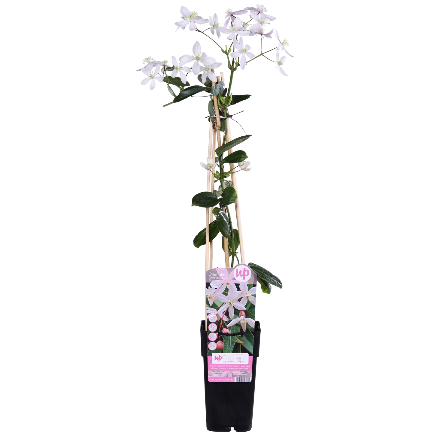 Clematis armandii Apple Blossom – Immergrüne Kletterpflanze Ø15cm