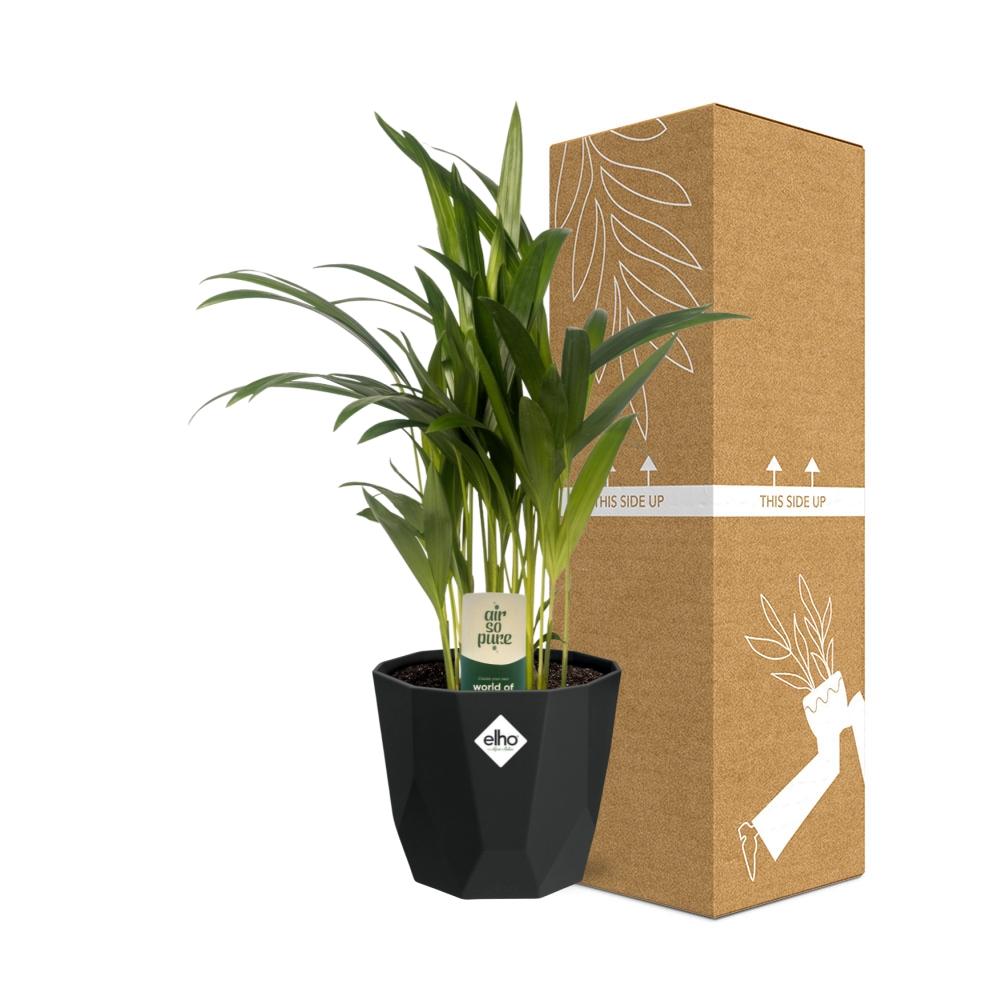 Dypsis Lutescens (Areca) – Stilvolle Bambuspalme 14cm Topf