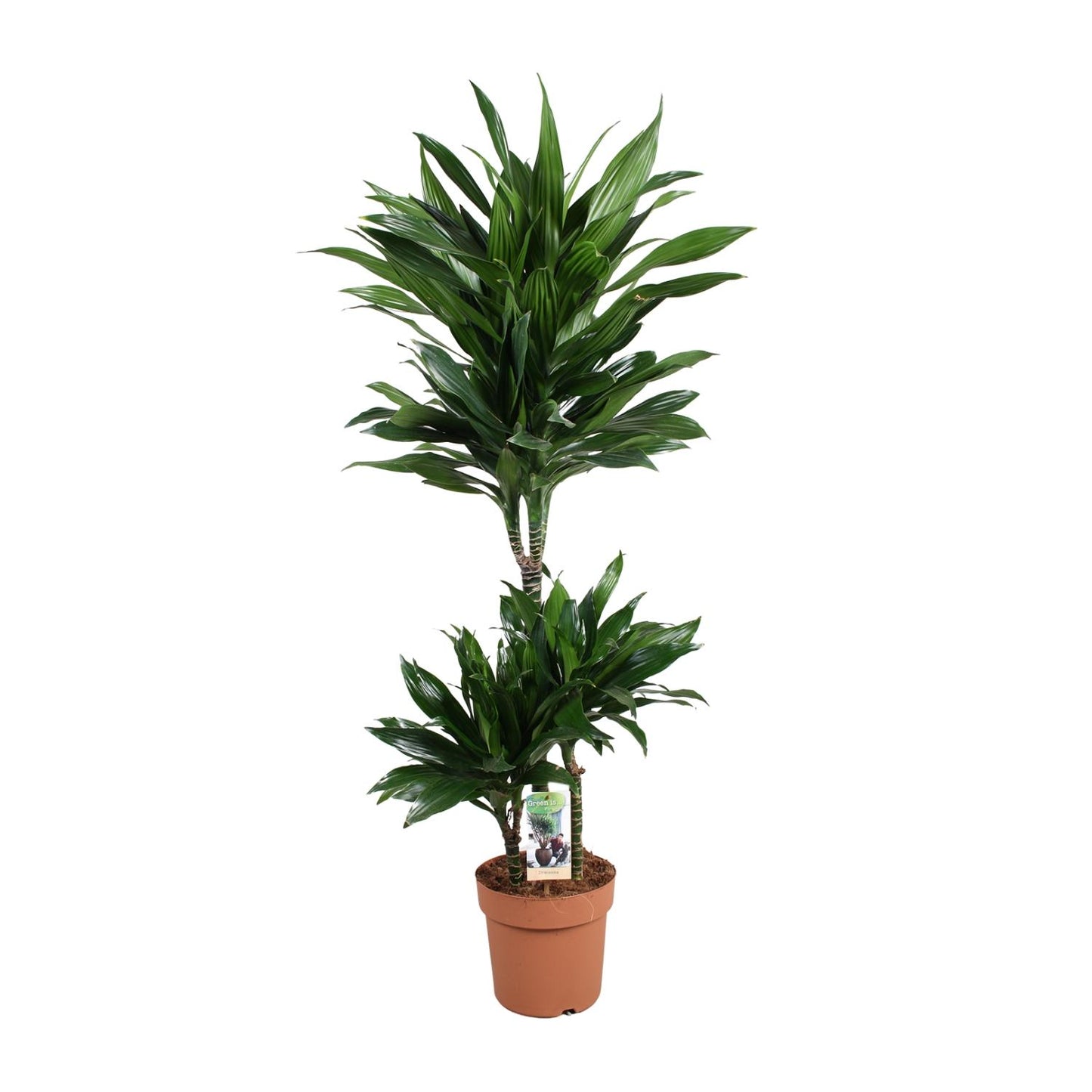 Dracaena Green Jewel – Pflegeleichte Grünpflanze Ø21cm