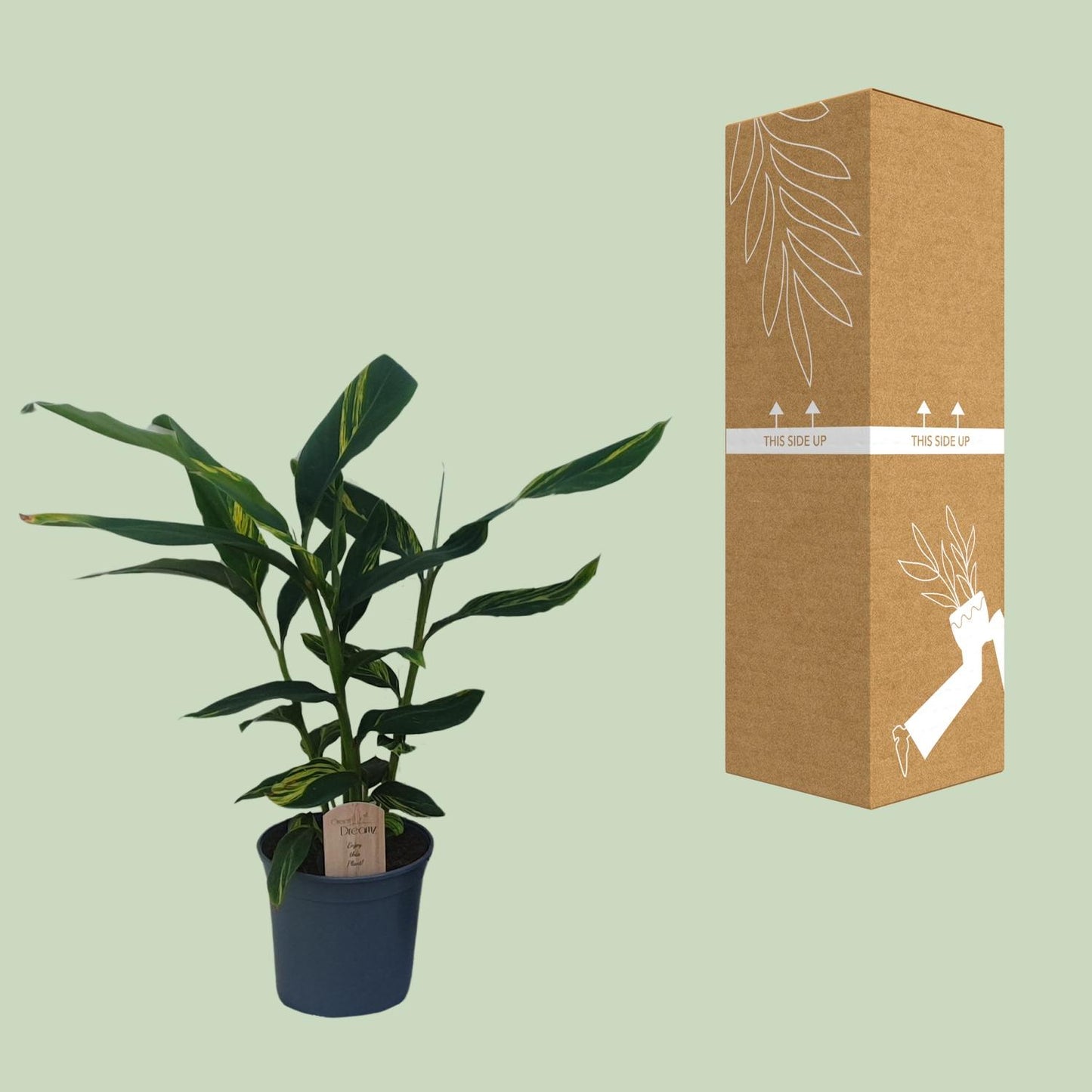 Alpinia Zerumbet – Tropische Ingwerpflanze für Zuhause