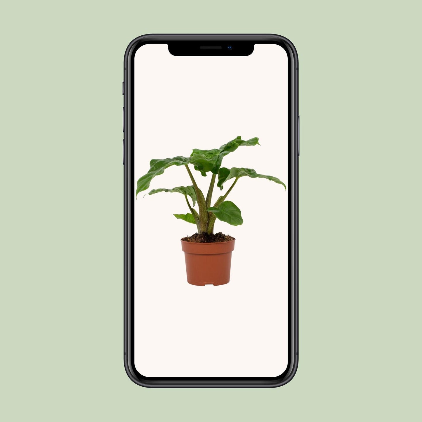 Alocasia Low Rider – Elefantenohr Zimmerpflanze Ø12cm