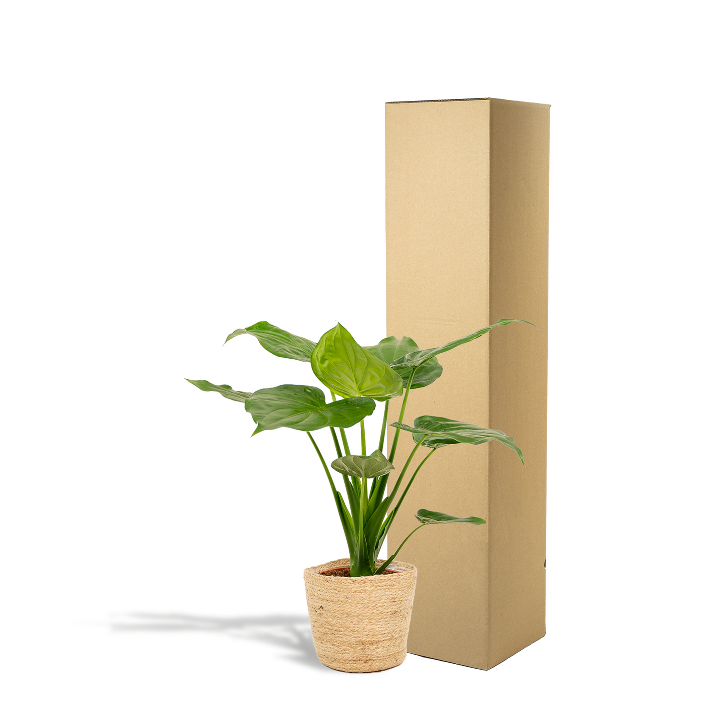 Alocasia Cucullata Ø19cm – Tropisches Elefantenohr mit Korb Selin