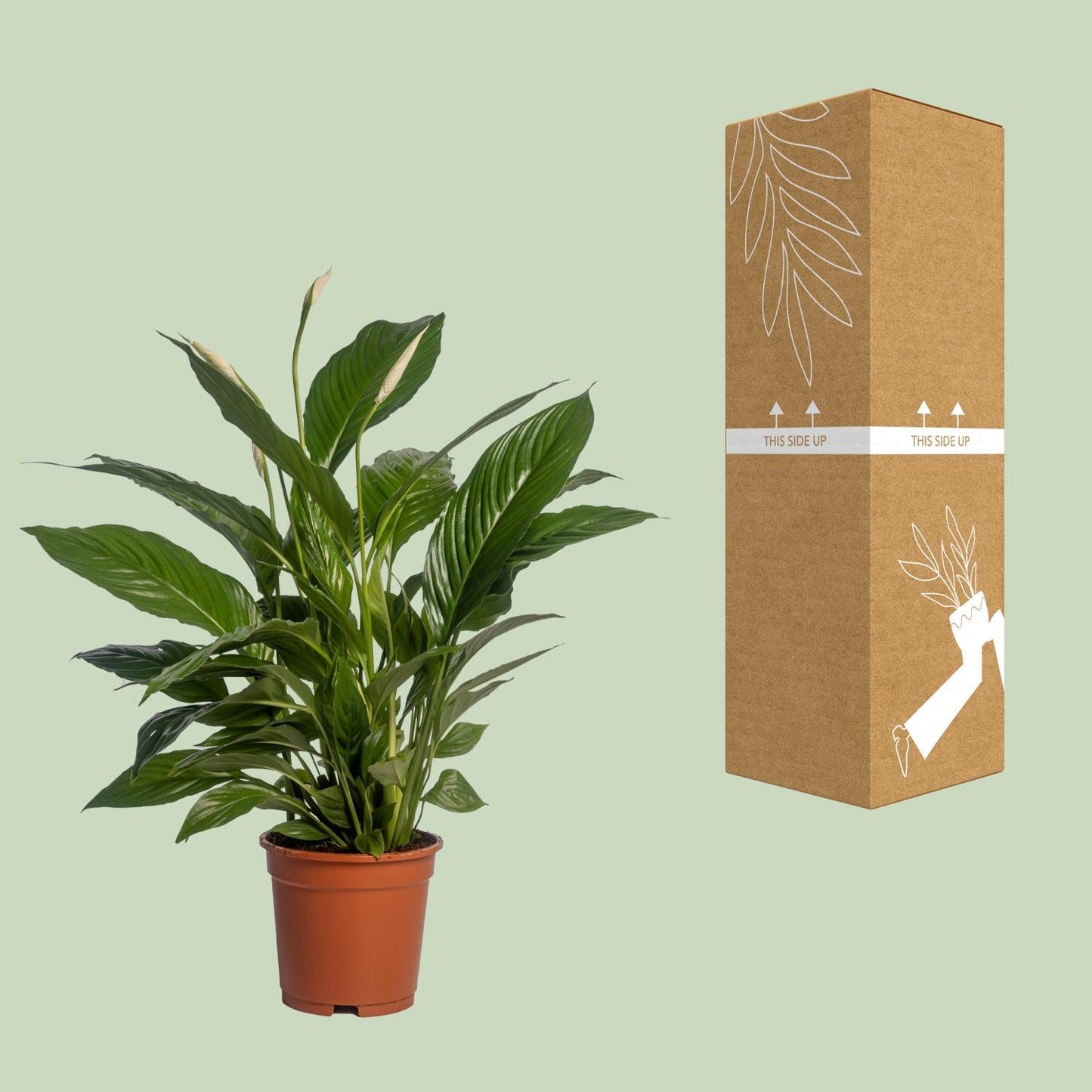 Spathiphyllum Vivaldi – Elegante Friedenslilie Ø17cm, 70cm hoch