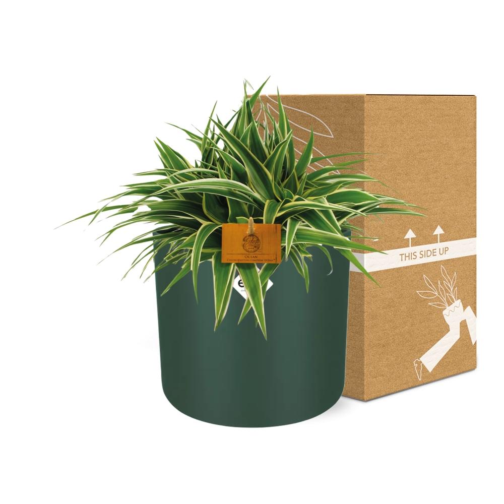 Chlorophytum Ocean – pflegeleichte Grünlilie 15 cm
