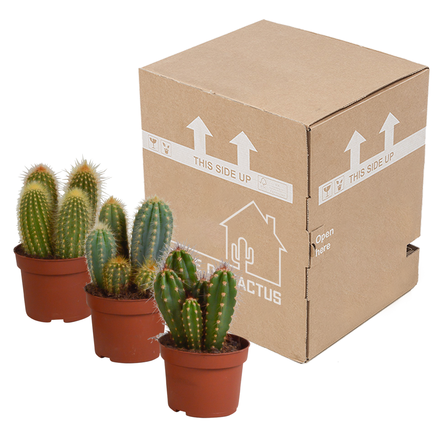 Cereus Kakteen Mischung 3er Set 10,5 cm Topf