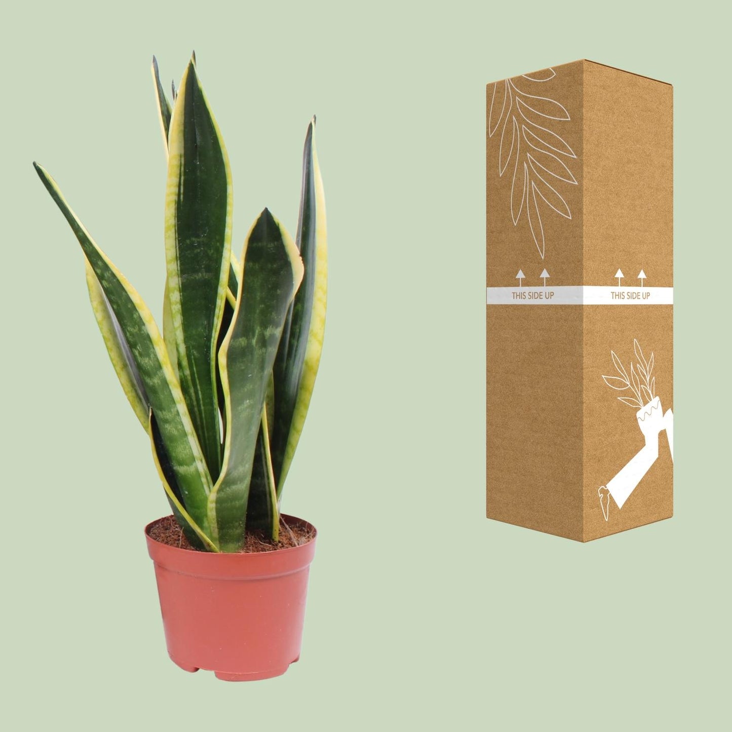 Sansevieria Black Superba – Pflegeleichte Schwiegermutterzunge Ø14cm
