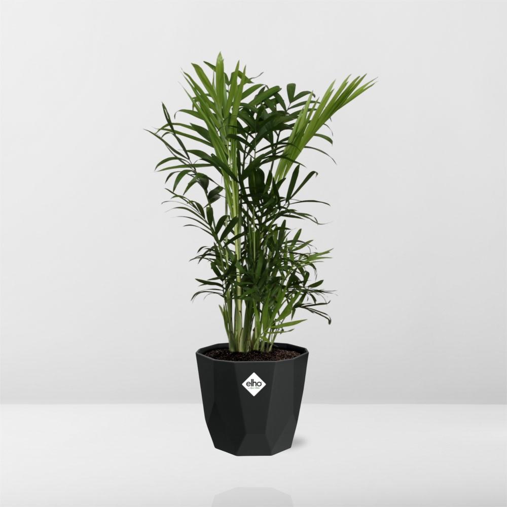 Chamaedorea Elegans – Zwergbergpalme im 14cm Topf