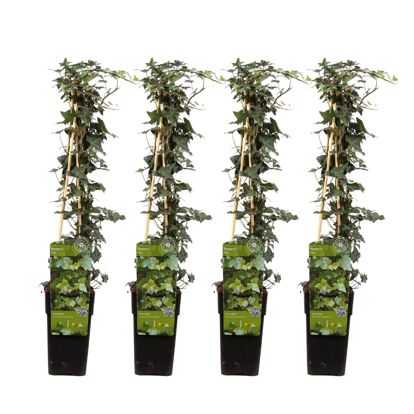 4er-Set Hedera helix – pflegeleichte Kletterpflanze Ø15 cm, 65 cm hoch