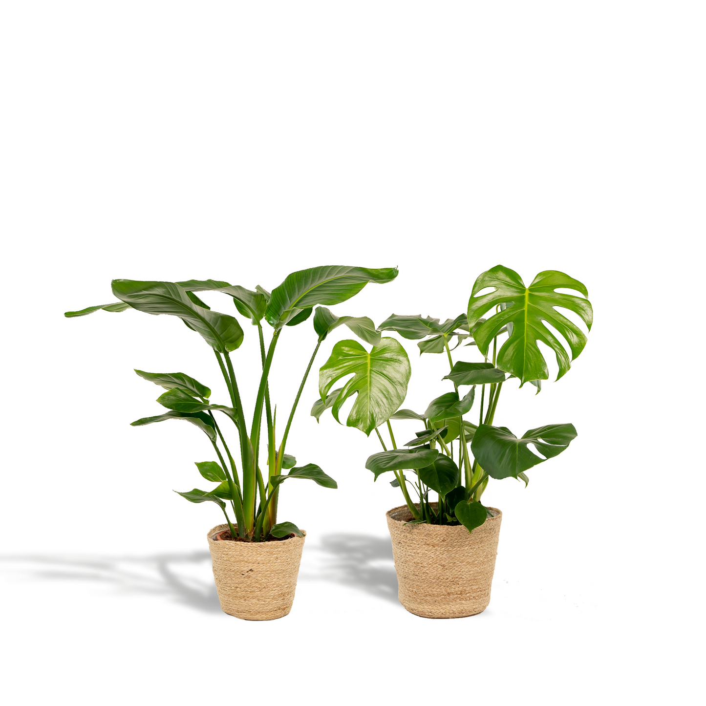 Tropisches Zimmerpflanzen-Set mit Strelitzia & Monstera im Korb