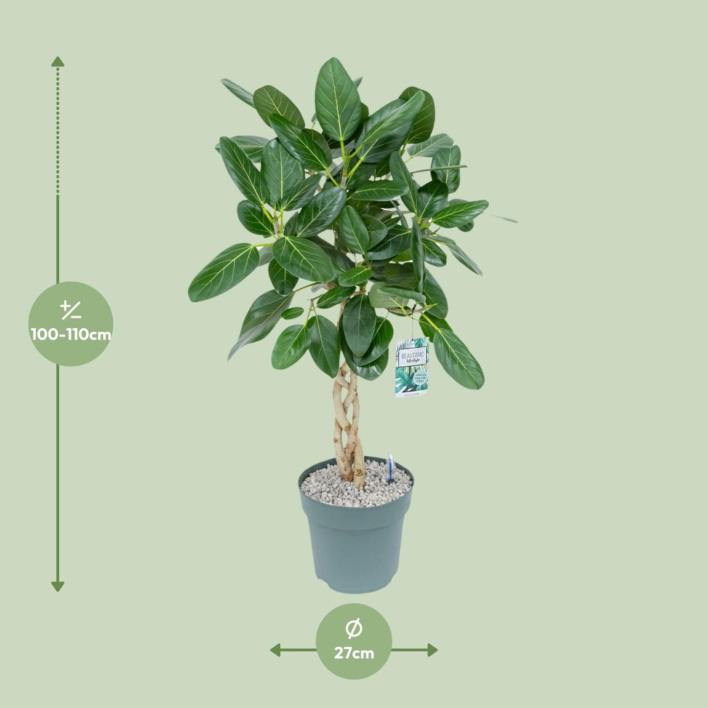 Ficus Altissima – Pflegeleichter XXL-Zimmerbaum Ø27cm, 110cm hoch