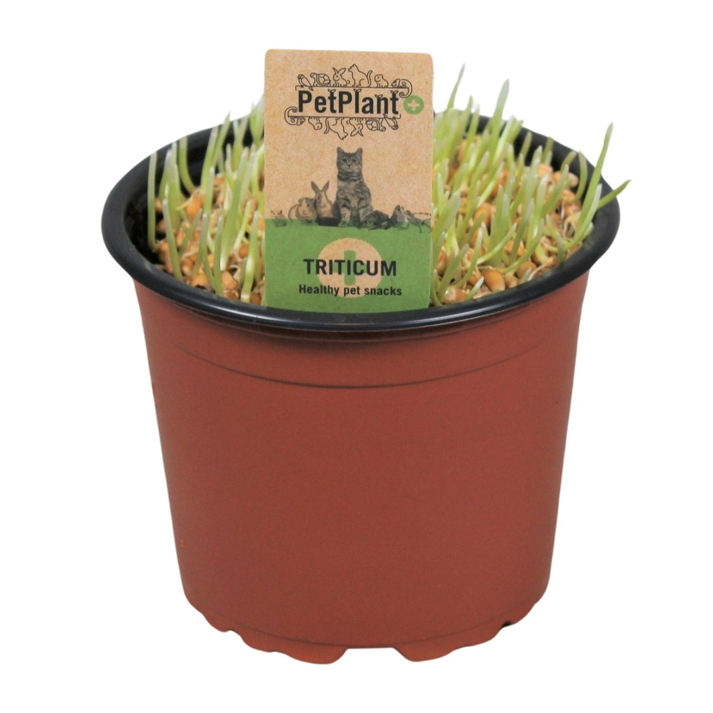 Katzen-Gras PetPlant Ø12cm – Gesund & Pflegeleicht