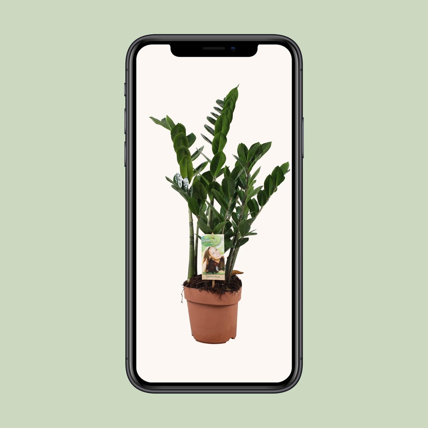 Zamioculcas Zamiifolia – Pflegeleichte ZZ-Pflanze Ø17cm, 70cm hoch