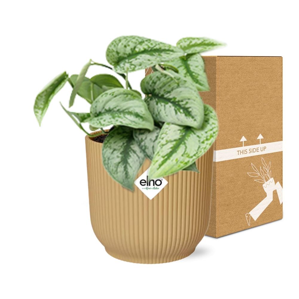 Scindapsus Pictus ‘Trebie’ in ELHO Vibes Fold 14cm Gelb