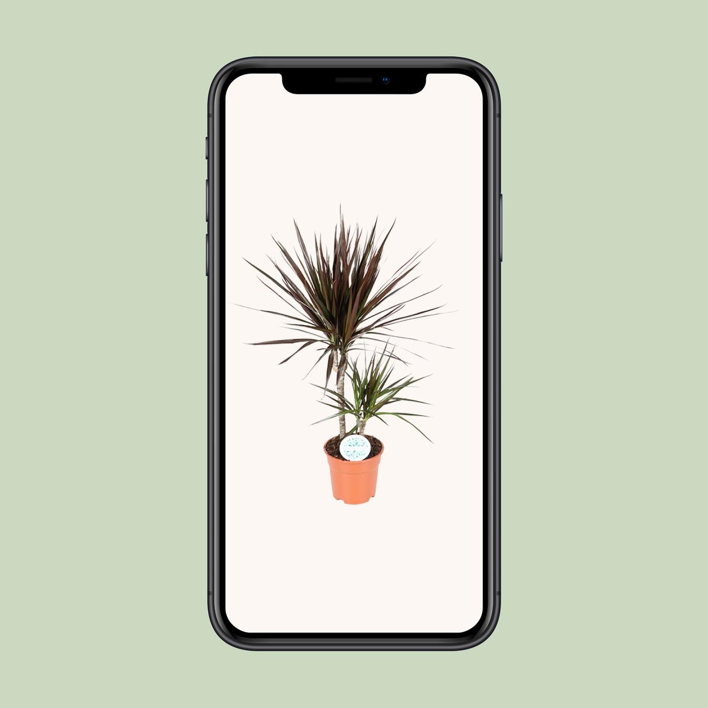 Dracaena Magenta – Stilvoller Drachenbaum Ø17cm, 70cm hoch