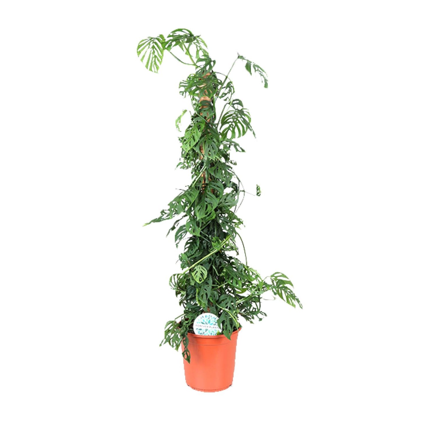 Monstera Monkey Leaf M – Pflegeleichte XL-Zimmerpflanze