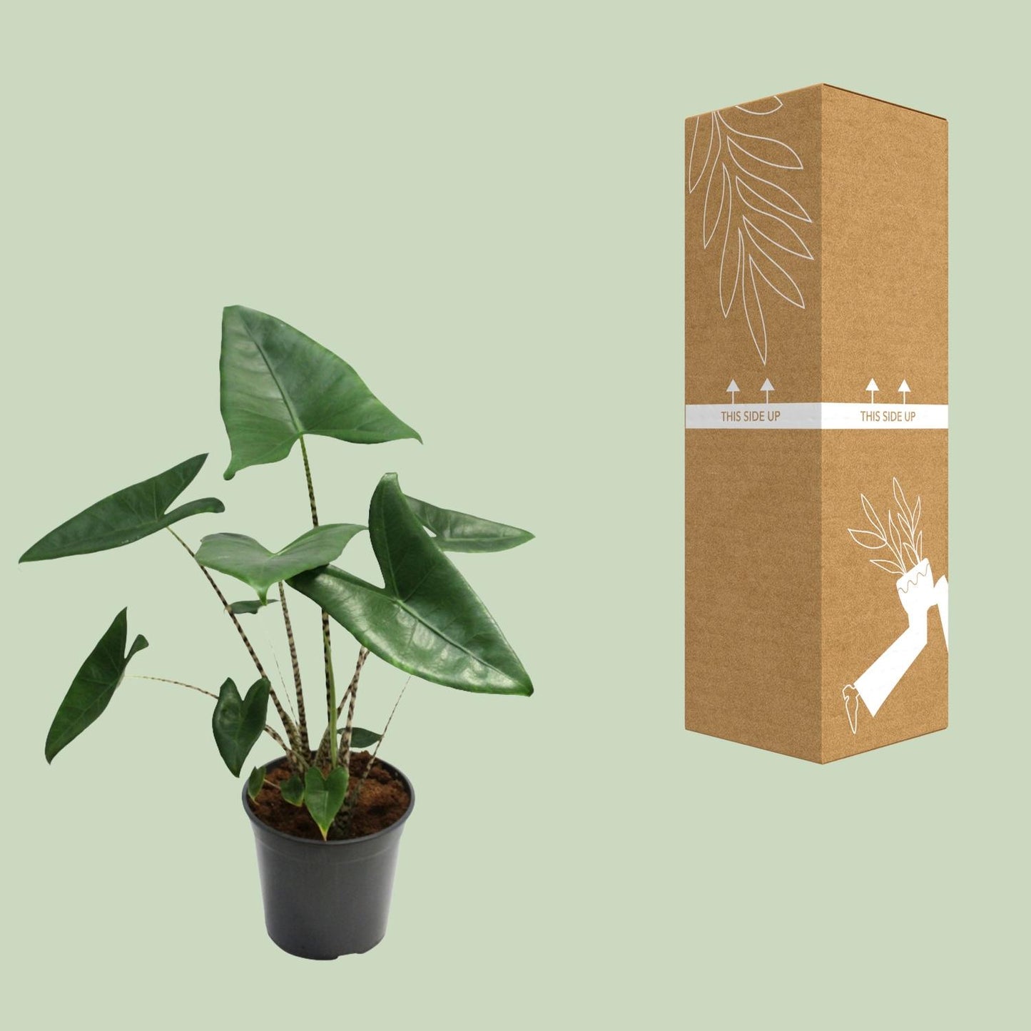 Alocasia Zebrina – Exotische Zimmerpflanze Ø21cm, 80cm hoch
