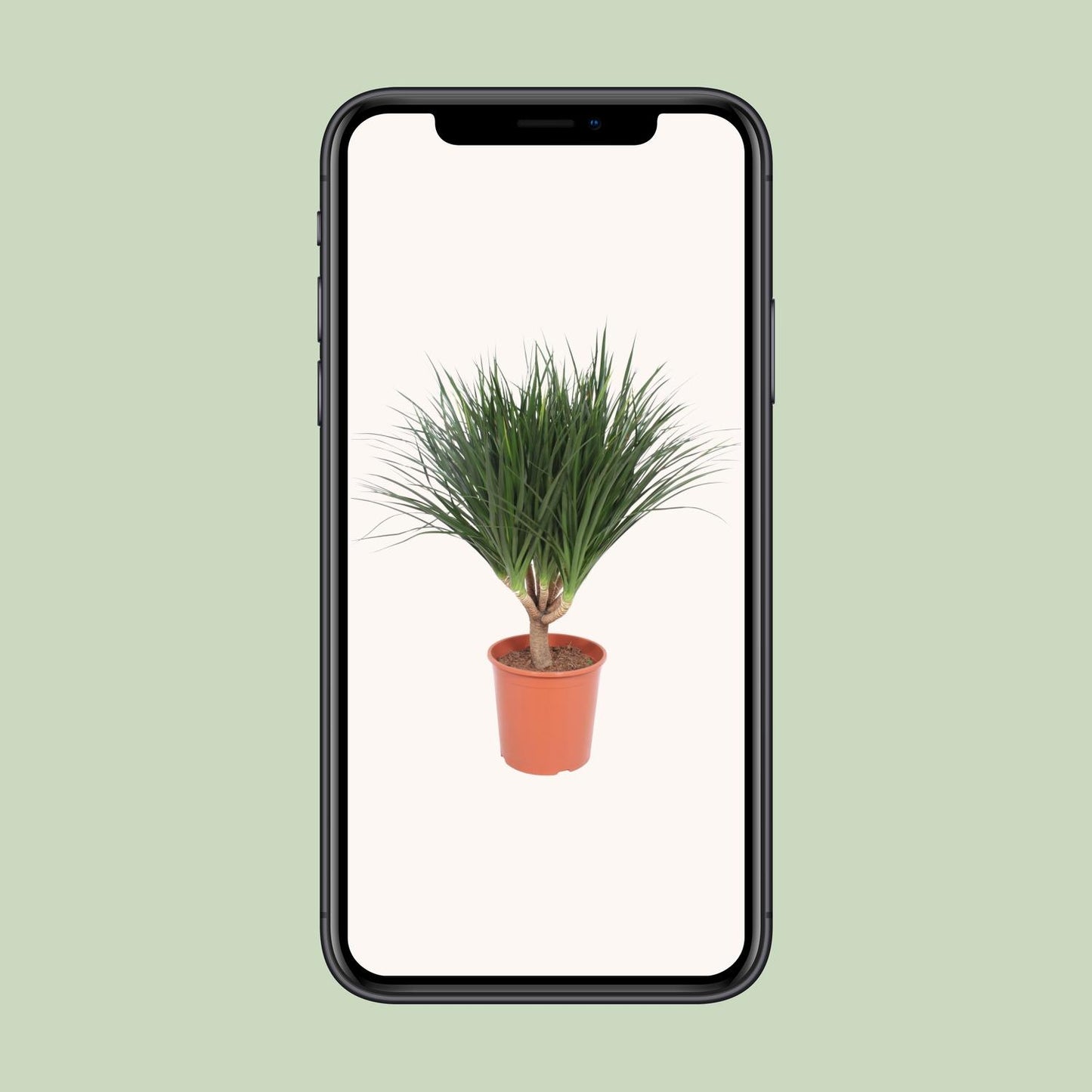 Dracaena Draco – Drachenbaum Ø30cm, Höhe 110cm