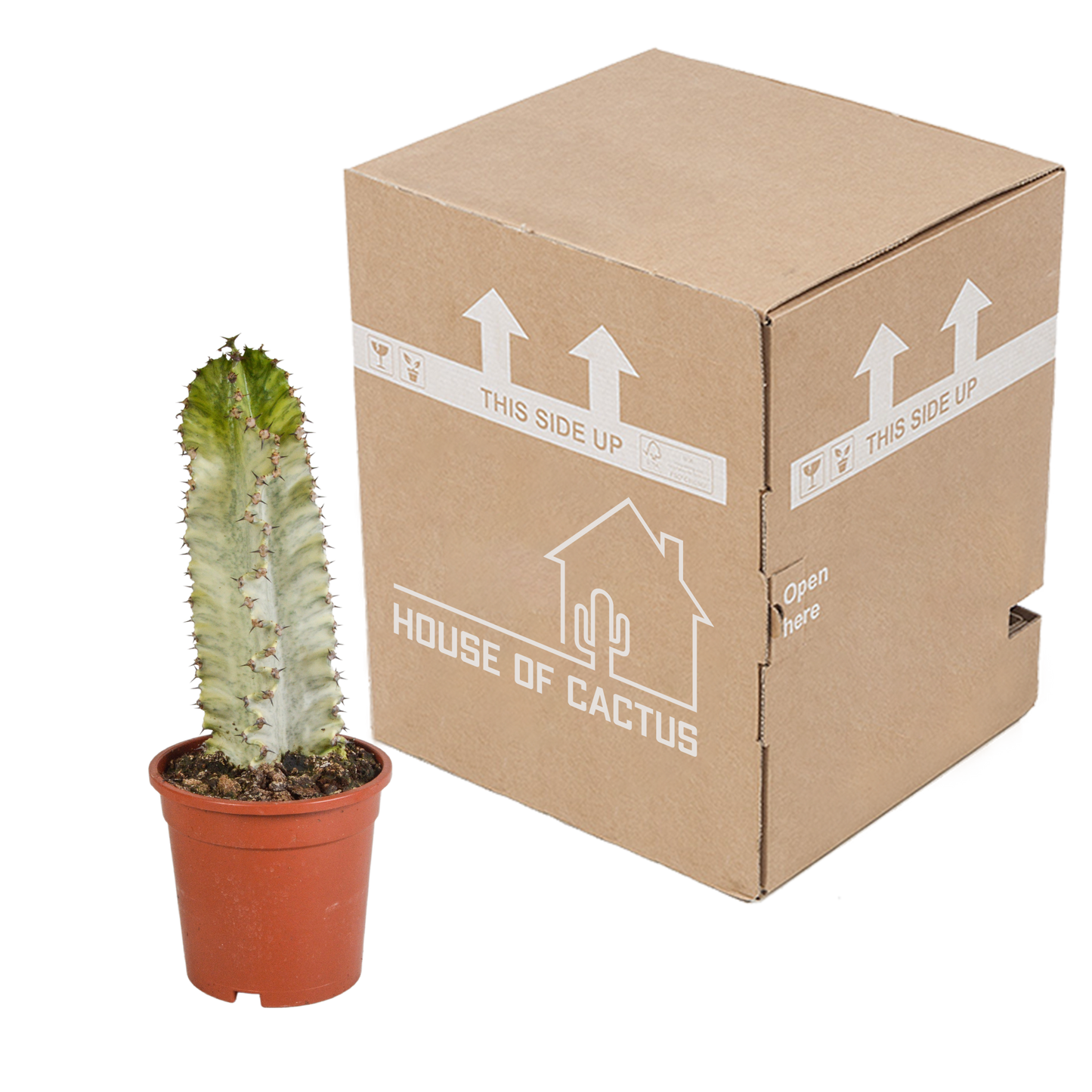 Euphorbia marmorata – Blauer Säulenkaktus 17 cm
