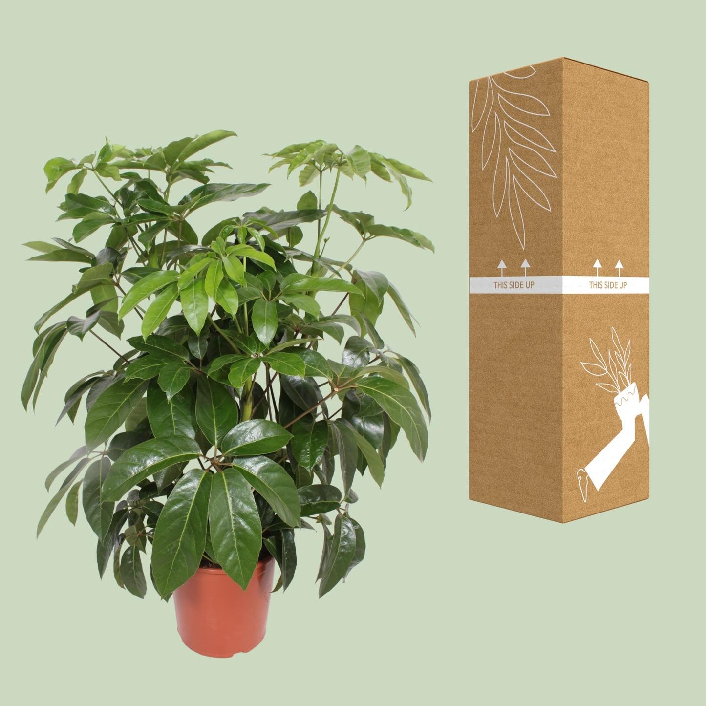 Schefflera Actinophylla Amate – Schirmpflanze Ø30cm, 120cm hoch