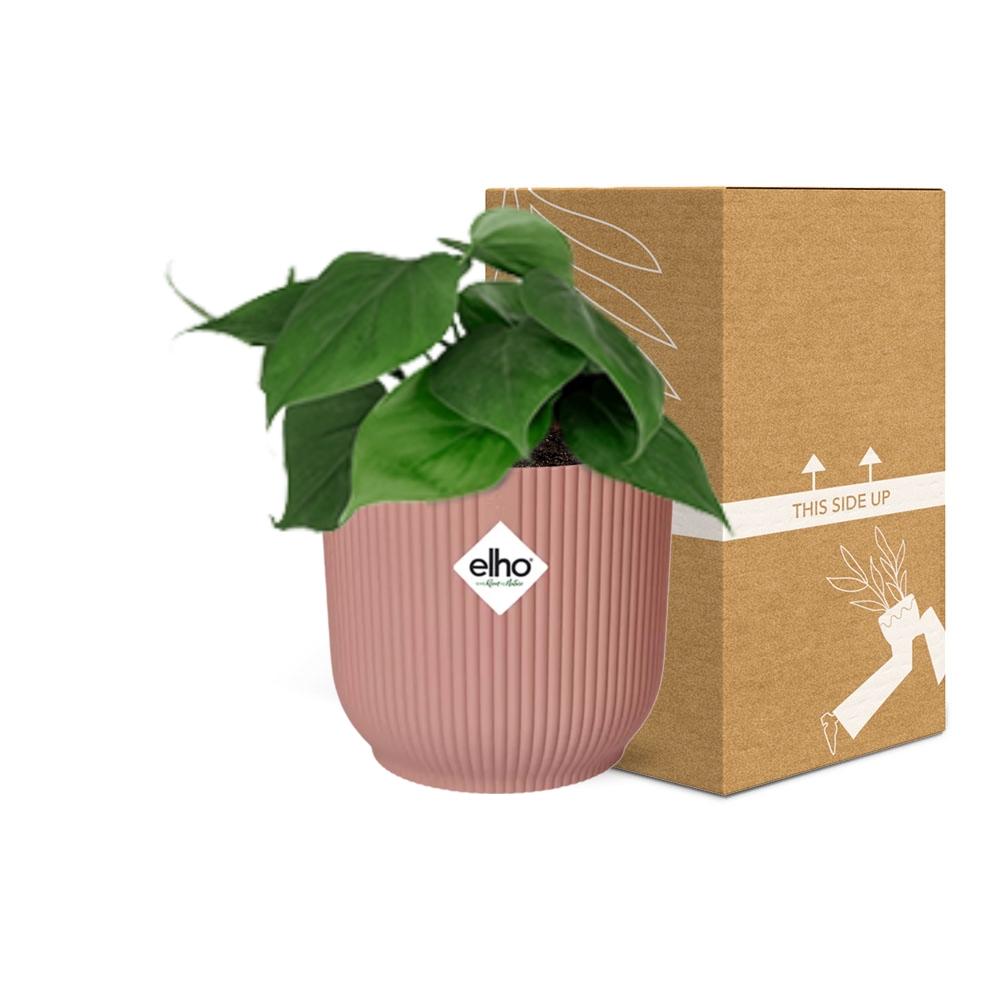 Philodendron Scandens im ELHO Vibes Fold 14cm Topf rosa