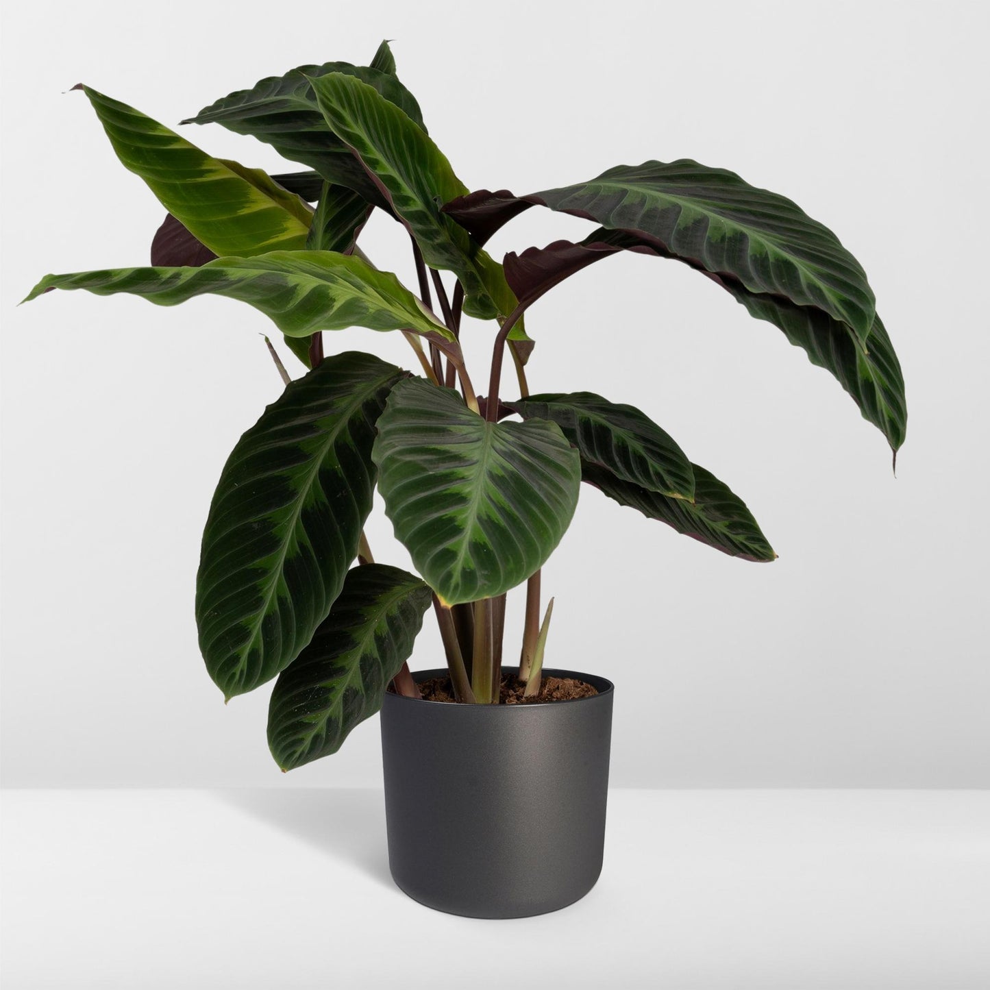 Calathea Warscewiczii – Pfauenpflanze Ø19cm, 70cm hoch