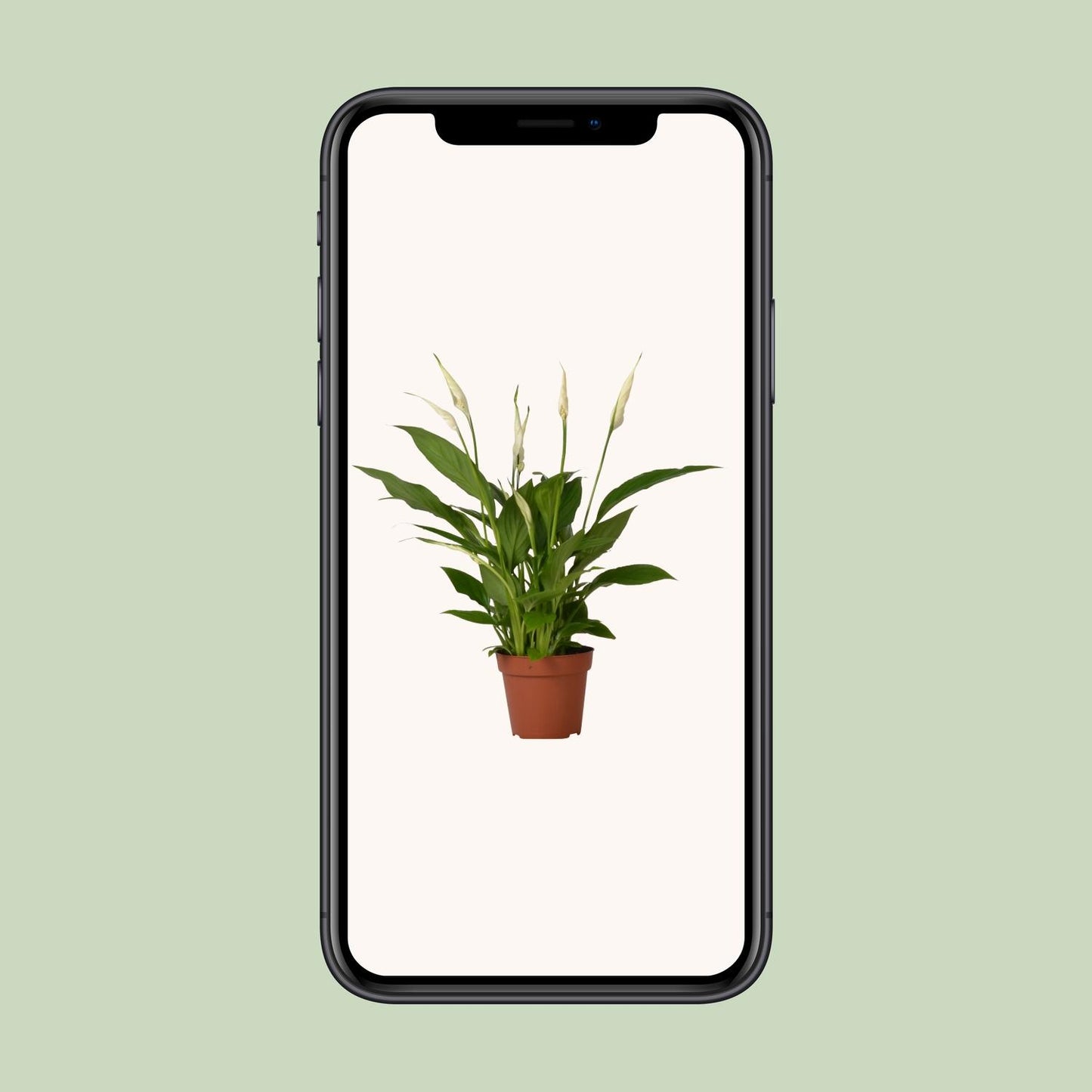 Spathiphyllum Bingo Cupido – Pflegeleichte Löffelpflanze Ø12cm