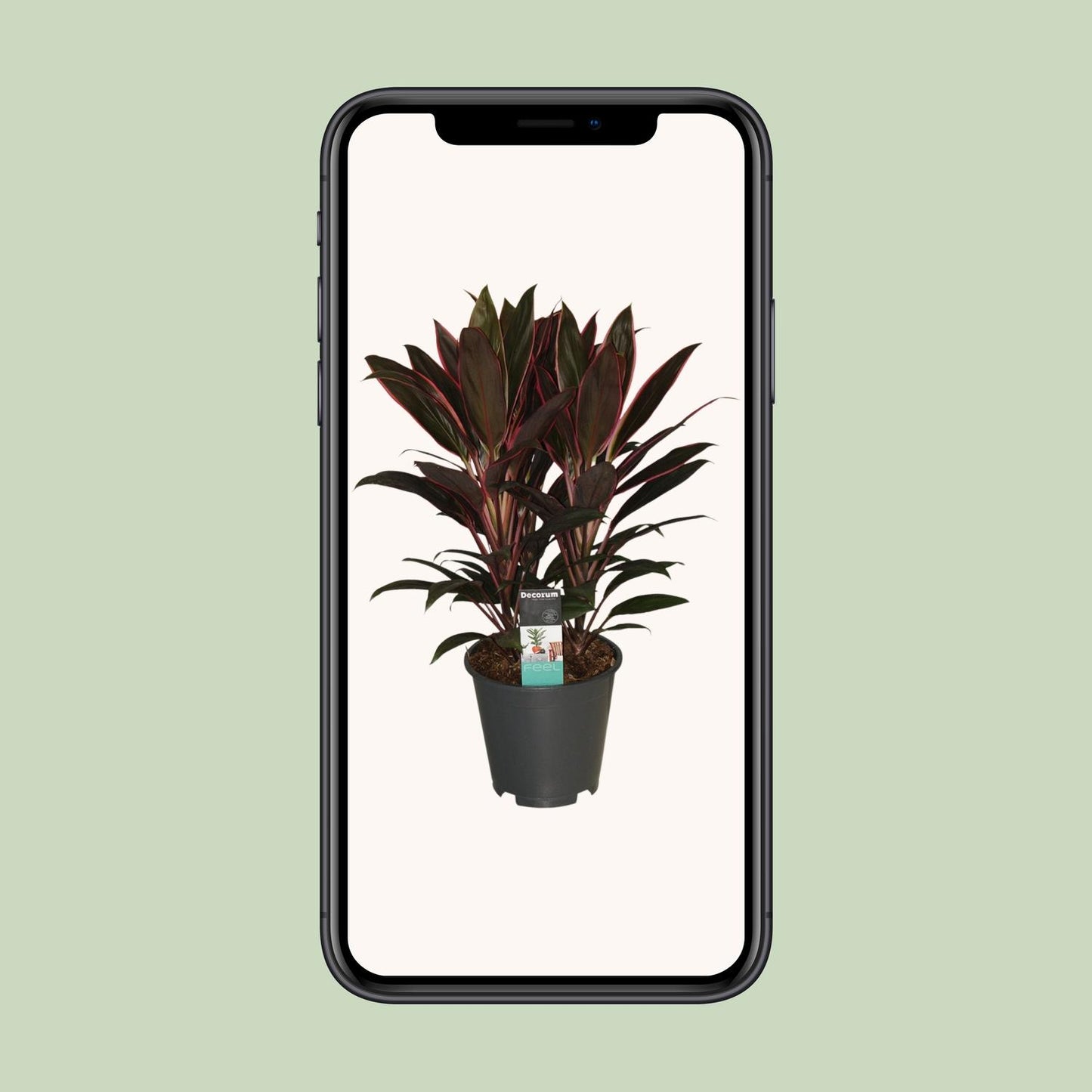 Cordyline Rumba – Exotische Zimmerpflanze Ø19cm, 55cm hoch