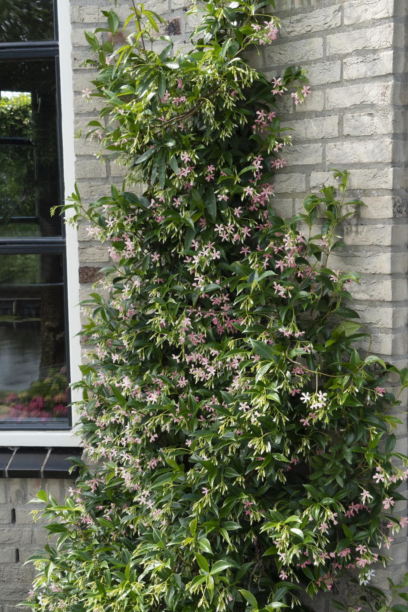3er-Set Trachelospermum Mix – Pflegeleichte Kletterpflanzen Ø15cm