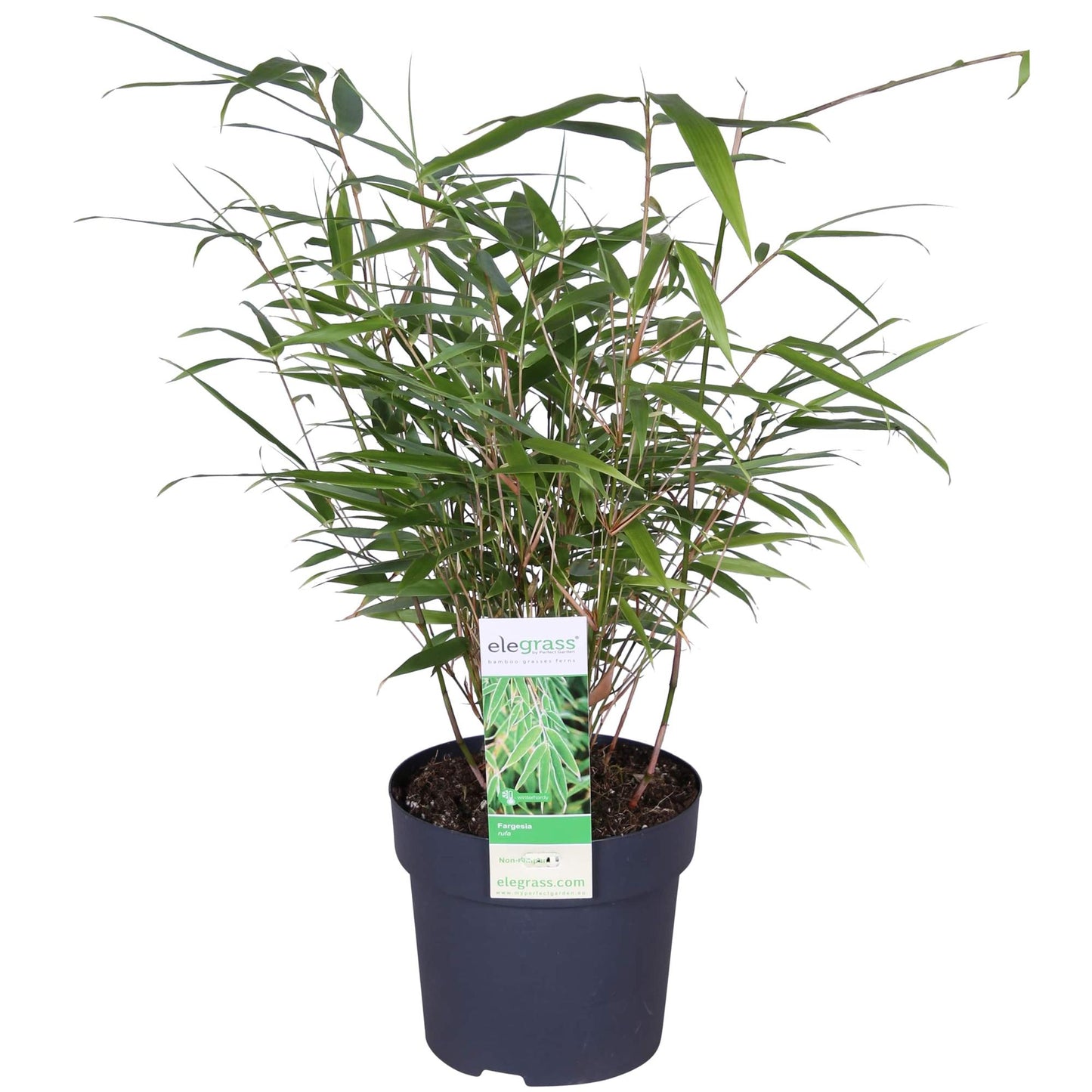 Fargesia rufa Bambus – kompakter, pflegeleichter Bambus Ø29cm