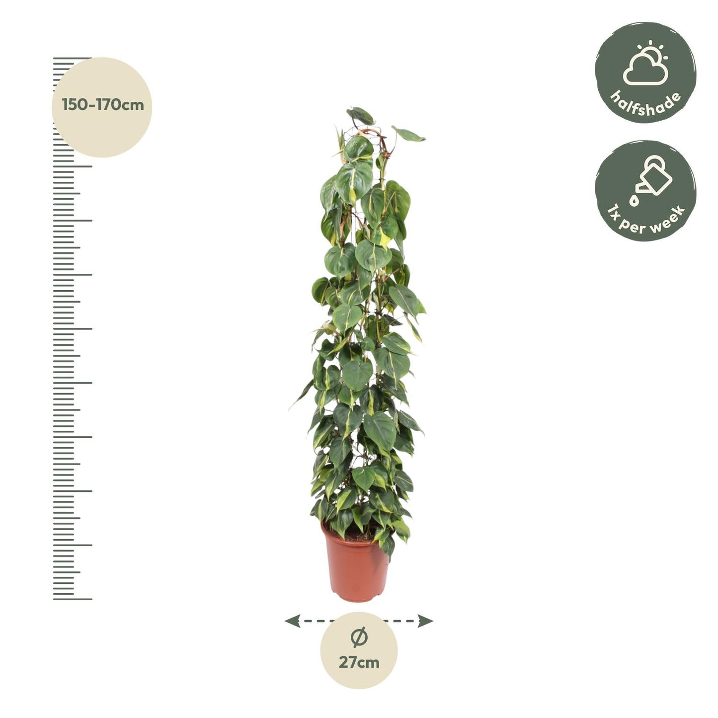 Philodendron Scandens Brasil – 160 cm, ø27 cm, pflegeleicht