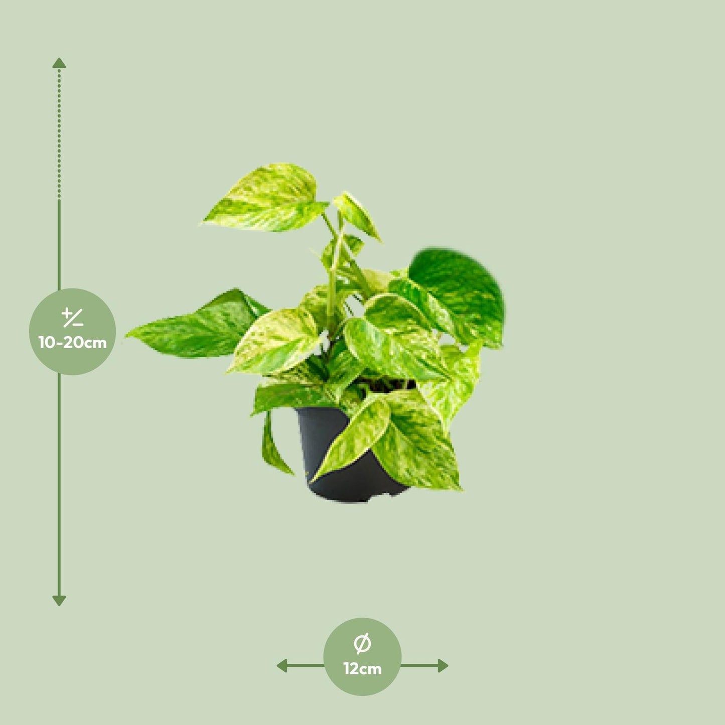 Epipremnum Marble Queen – Pflegeleichter Goldener Efeu Ø15cm